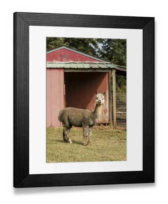 Framed Print : Hood River, Oregon, USA. Alpaca at the Cascade Alpacas and Foothills Yarn and Fiber farm