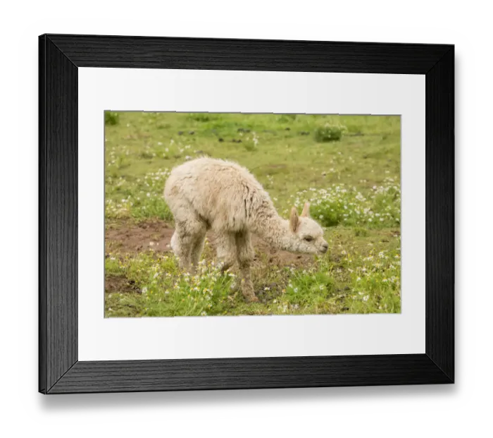 Framed Print : Hood River, Oregon, USA. Baby or cria alpaca grazing in pasture in light rain