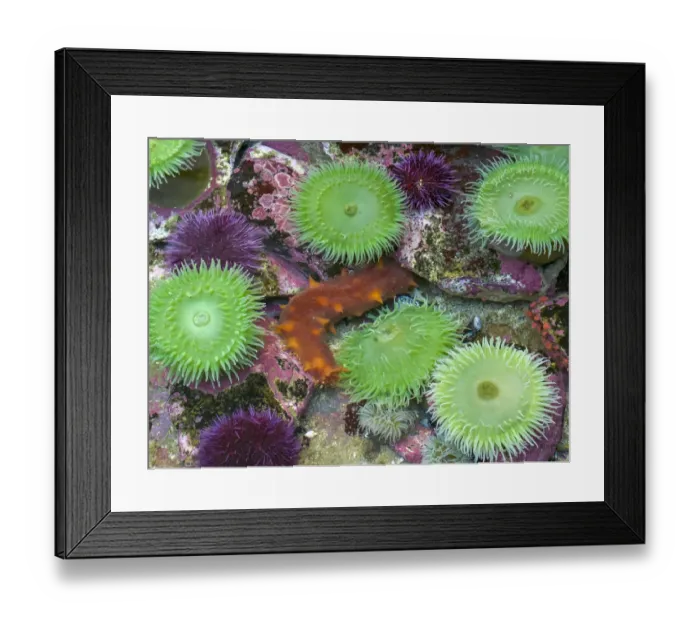 Framed Print : USA, Oregon, Newport. Green sea anemones and orange sea slug in tide pool exhibit Framed Print : USA, Oregon, Newport. Green sea anemones and orange sea slug in tide pool exhibit
