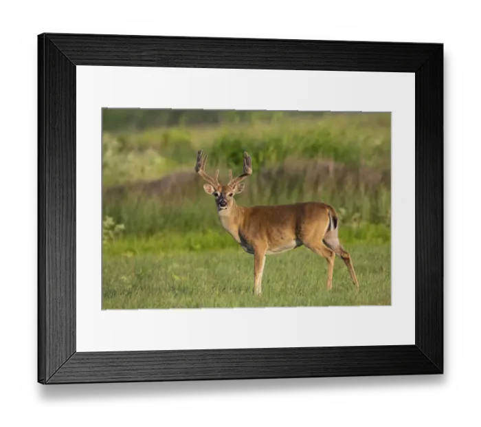 Framed Print : White-tailed deer (Odocoileus virginianus) buck with antlers in velvet