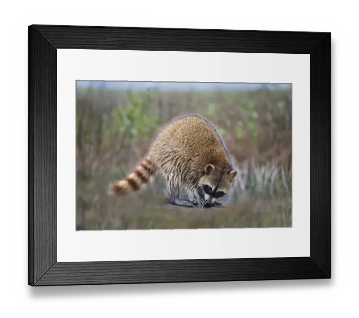 Framed Print : Raccoon (Procyon lotor) adult feeding Framed Print : Raccoon (Procyon lotor) adult feeding