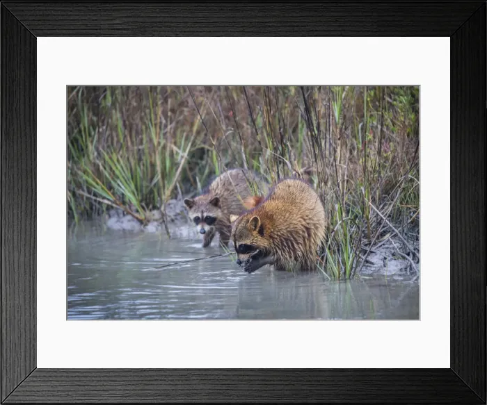 Framed Print : Raccoons (Procyon lotor) feeding Framed Print : Raccoons (Procyon lotor) feeding