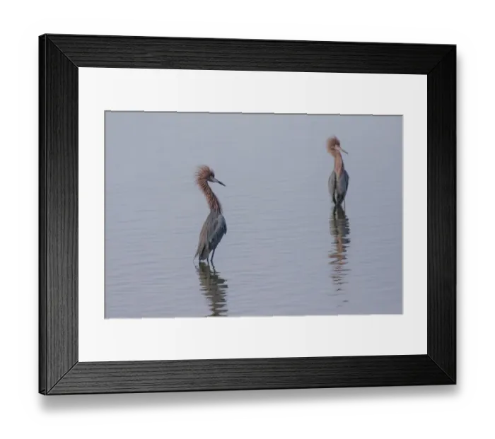 Framed Print : Reddish egrets (Egretta rufescens) standing in bay Framed Print : Reddish egrets (Egretta rufescens) standing in bay