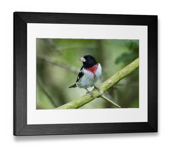 Framed Print : Rose-breasted grosbeak (Pheucticus ludovicianus) perched