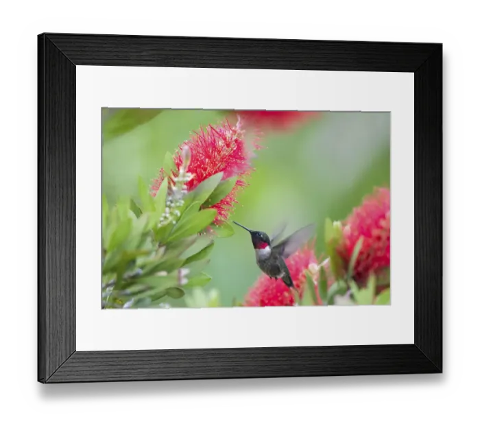 Framed Print : Ruby-throated hummingbird (Archilochus colubris) male feeding