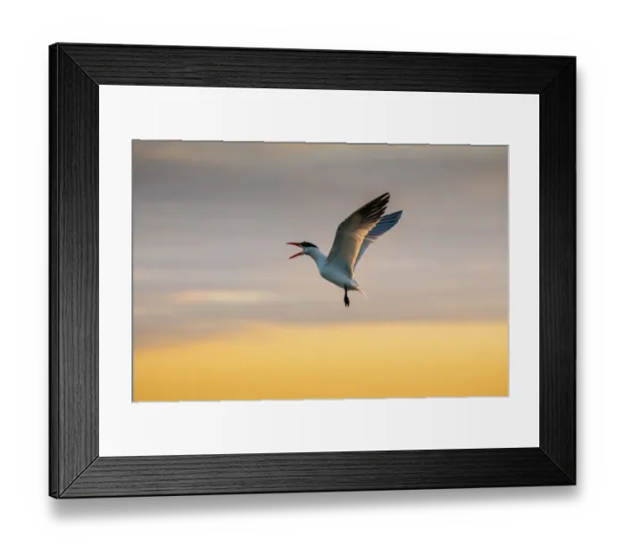 Framed Print : Royal tern (Sterna maxima) calling Framed Print : Royal tern (Sterna maxima) calling