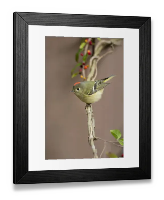 Framed Print : Ruby-crowned kinglet (Regulus calendula) perched