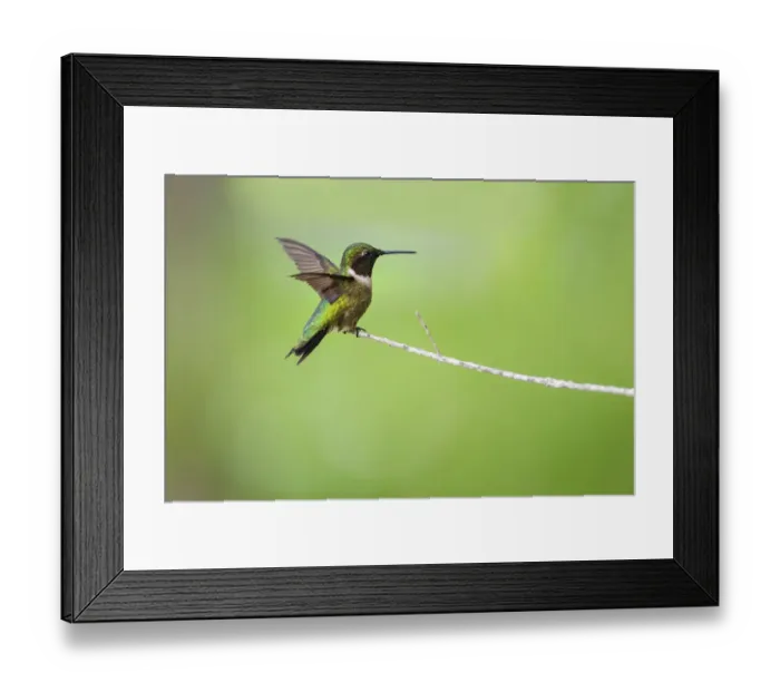 Framed Print : Ruby-throated hummingbird (Archilochus colubris) male landing Framed Print : Ruby-throated hummingbird (Archilochus colubris) male landing