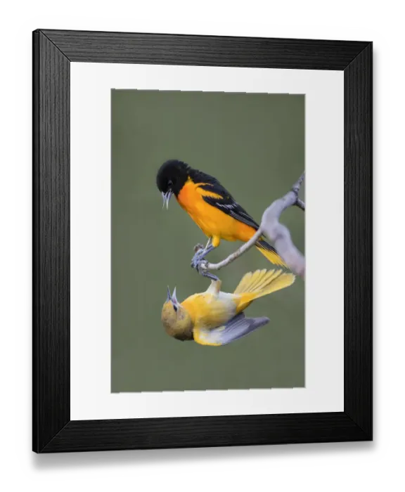 Framed Print : Baltimore Orioles (Icterus galbula) adults fighting Framed Print : Baltimore Orioles (Icterus galbula) adults fighting