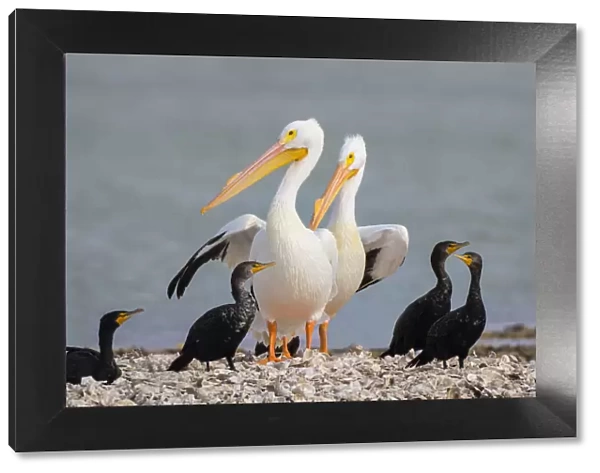 White pelicans (Pelecanus erythrorhynchos) and double-crested cormorants (Phalacrocorax