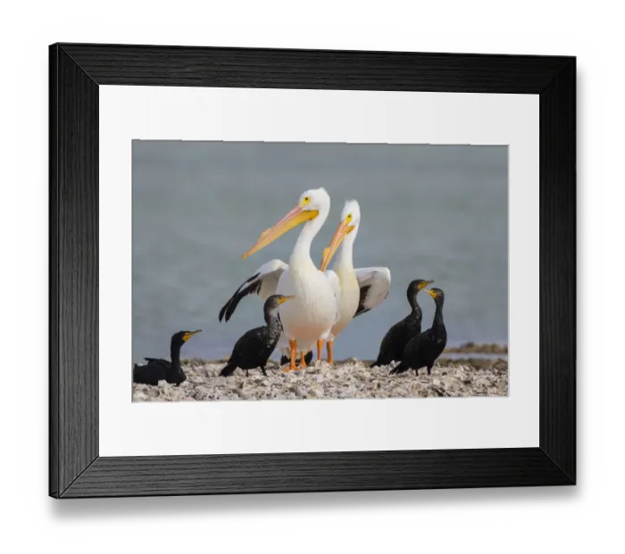 Framed Print : White pelicans (Pelecanus erythrorhynchos) and double-crested cormorants (Phalacrocorax Framed Print : White pelicans (Pelecanus erythrorhynchos) and double-crested cormorants (Phalacrocorax
