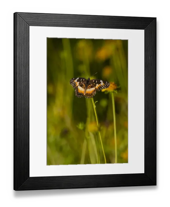 Framed Print : Bordered Patch (Chlosyne lacinia) butterfly perched on flower Framed Print : Bordered Patch (Chlosyne lacinia) butterfly perched on flower