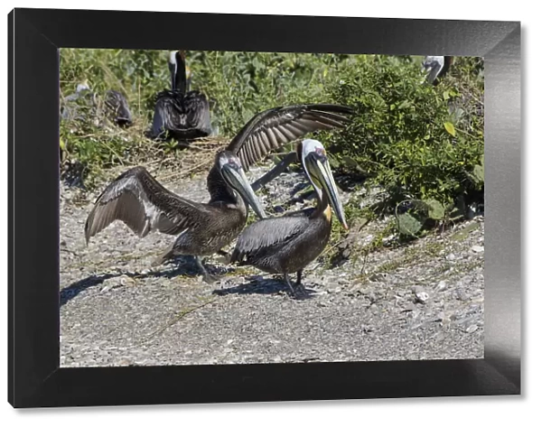 Brown Pelican (Pelecanus occidentalis) young and adult in nesting colony