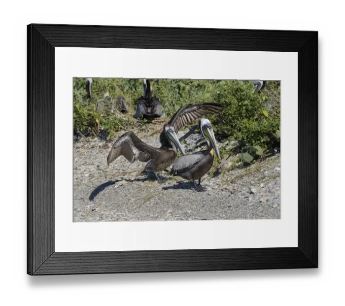 Framed Print : Brown Pelican (Pelecanus occidentalis) young and adult in nesting colony Framed Print : Brown Pelican (Pelecanus occidentalis) young and adult in nesting colony