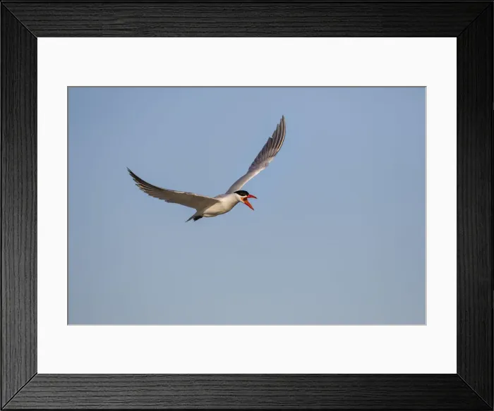 Framed Print : Royal Tern (Sterna maxima) adult flying Framed Print : Royal Tern (Sterna maxima) adult flying