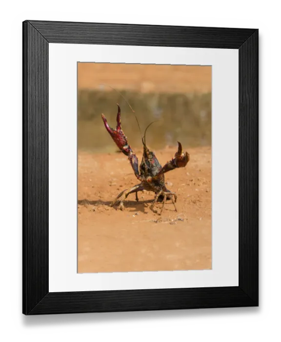 Framed Print : Crayfish in defensive posture Framed Print : Crayfish in defensive posture