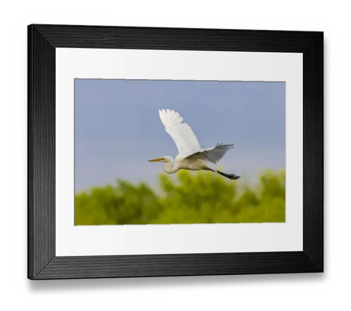 Framed Print : Great Egret (Ardea alba) Framed Print : Great Egret (Ardea alba)