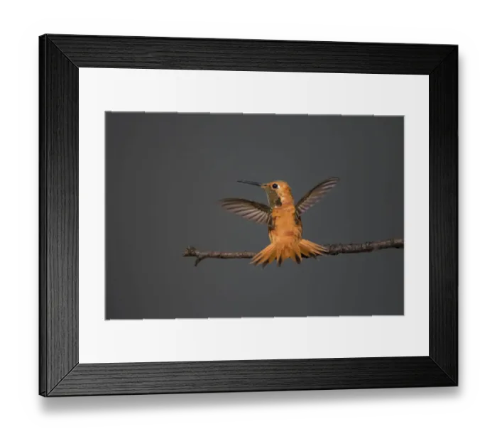 Framed Print : Rufous hummingbird (Selasphorus rufus) Framed Print : Rufous hummingbird (Selasphorus rufus)