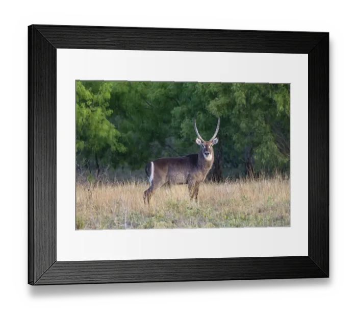 Framed Print : Waterbuck (Kobus ellipsiprymnus) in grassland