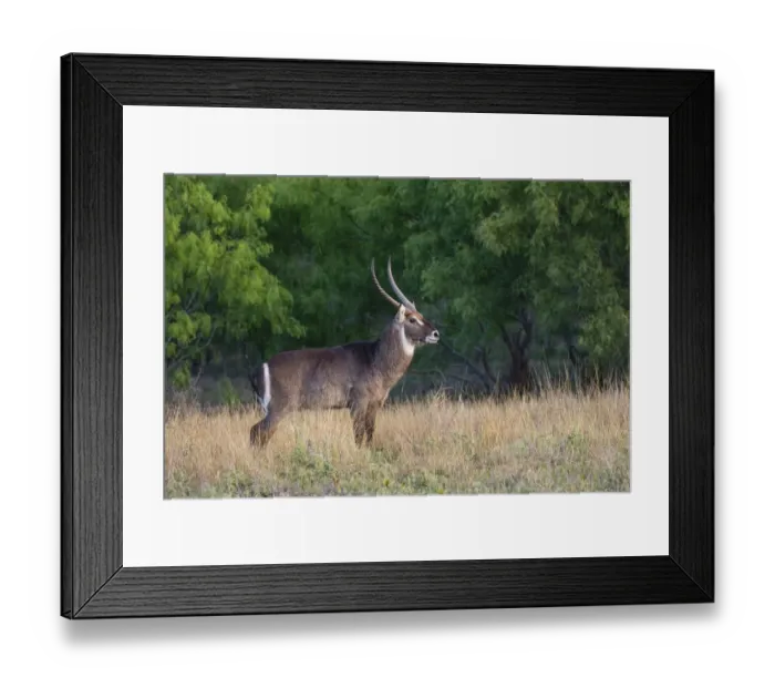 Framed Print : Waterbuck (Kobus ellipsiprymnus) in grassland Framed Print : Waterbuck (Kobus ellipsiprymnus) in grassland