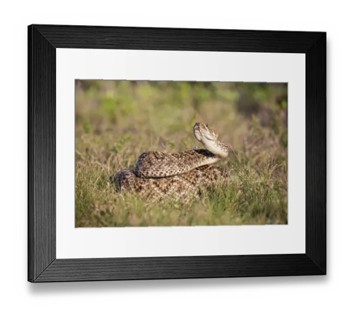 Framed Print : Western diamondback rattlesnake (Crotalus atrox) coiled