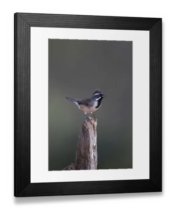 Framed Print : Black-throated Sparrow (Amphispiza bilineata) adult perched Framed Print : Black-throated Sparrow (Amphispiza bilineata) adult perched