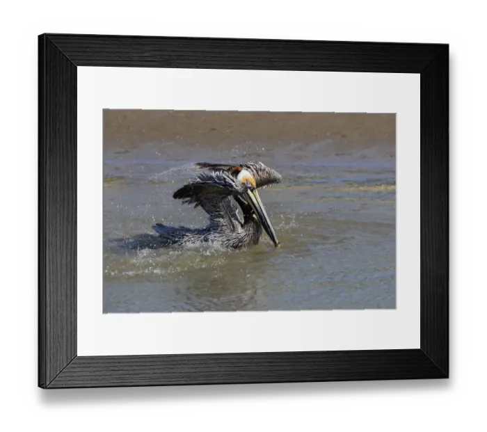 Framed Print : Brown Pelican (Pelecanus occidentalis) swimming Framed Print : Brown Pelican (Pelecanus occidentalis) swimming