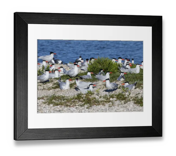 Framed Print : Royal Terns (Sterna maxima) on nesting island Framed Print : Royal Terns (Sterna maxima) on nesting island
