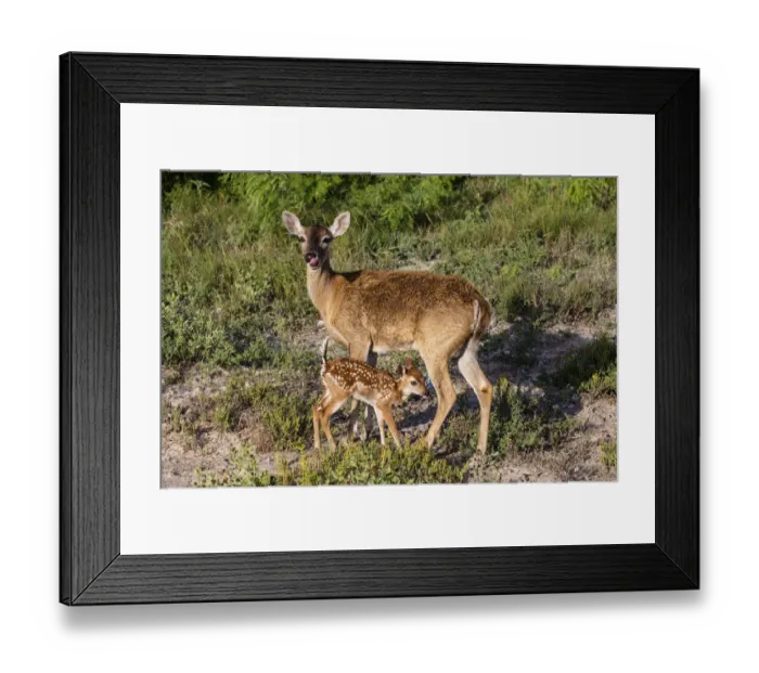 Framed Print : White-tailed deer (Odocoileus virginianus) fawn nursing from mother