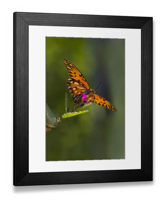 Framed Print : Gulf Fritillary (Agraulis vanillae) butterfly feeding Framed Print : Gulf Fritillary (Agraulis vanillae) butterfly feeding