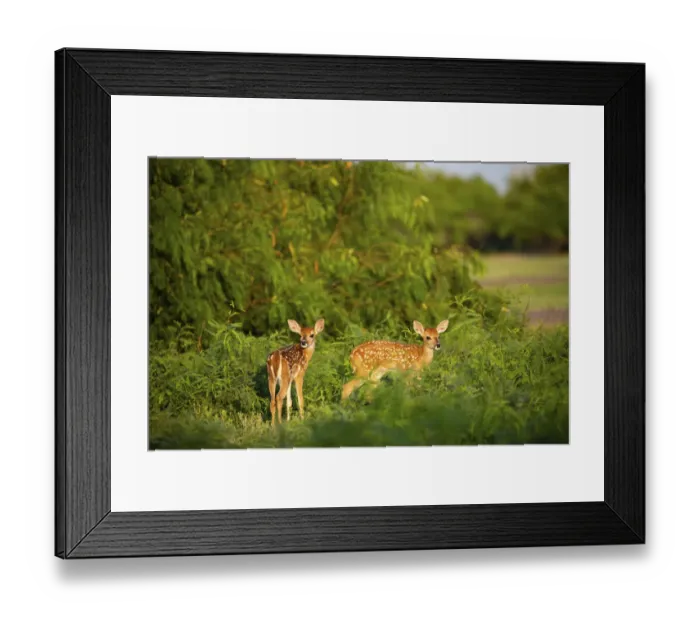 Framed Print : White-tailed deer (Odocoileus virginianus) fawn resting in cover Framed Print : White-tailed deer (Odocoileus virginianus) fawn resting in cover