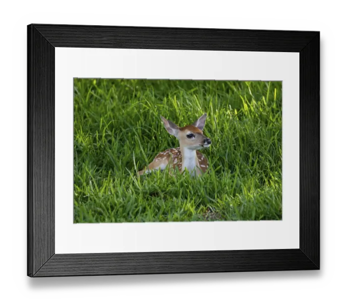 Framed Print : White-tailed deer (Odocoileus virginianus) fawns resting in cover Framed Print : White-tailed deer (Odocoileus virginianus) fawns resting in cover