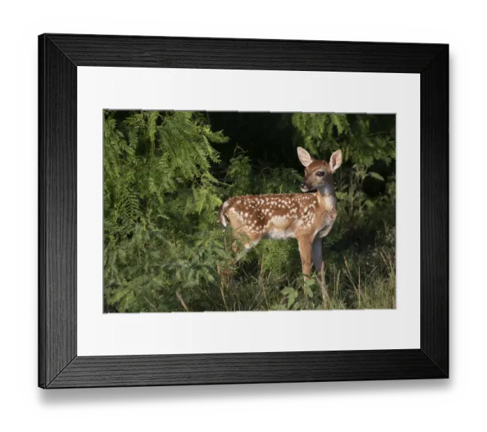 Framed Print : White-tailed deer (Odocoileus virginianus) fawns resting in cover Framed Print : White-tailed deer (Odocoileus virginianus) fawns resting in cover