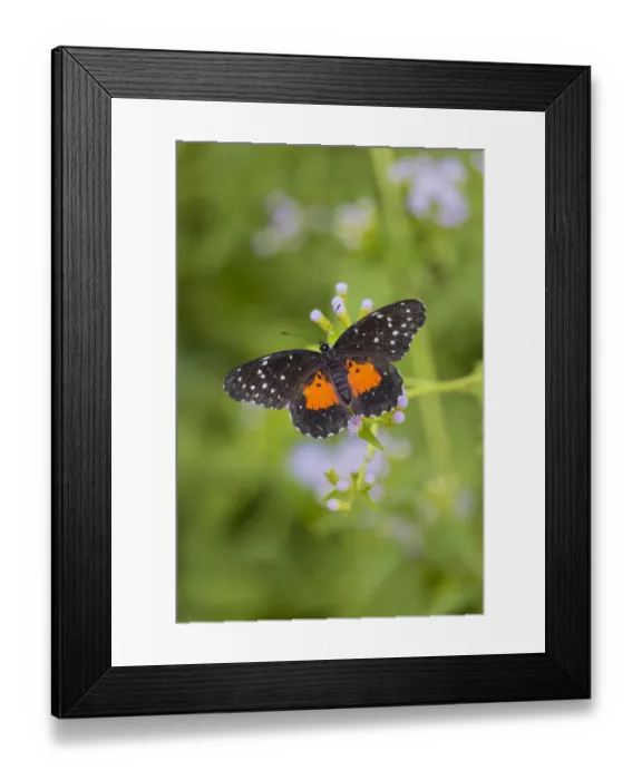 Framed Print : Crimson Patch butterfly on crucita (mistflower)