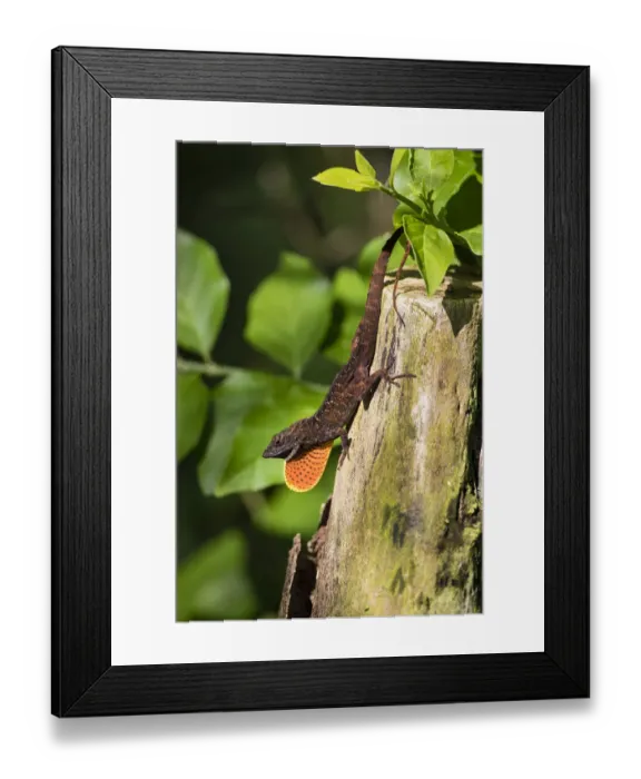 Framed Print : Cuban Brown Anole (Anolis sagrei) displaying dewlap Framed Print : Cuban Brown Anole (Anolis sagrei) displaying dewlap