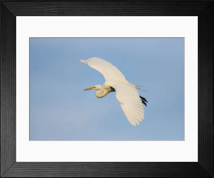Framed Print : Great Egret (Ardea alba) flying Framed Print : Great Egret (Ardea alba) flying