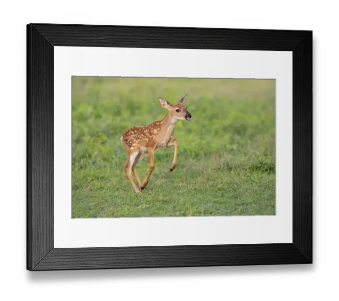 Framed Print : White-tailed deer (Odocoileus virginianus) fawns resting in cover Framed Print : White-tailed deer (Odocoileus virginianus) fawns resting in cover