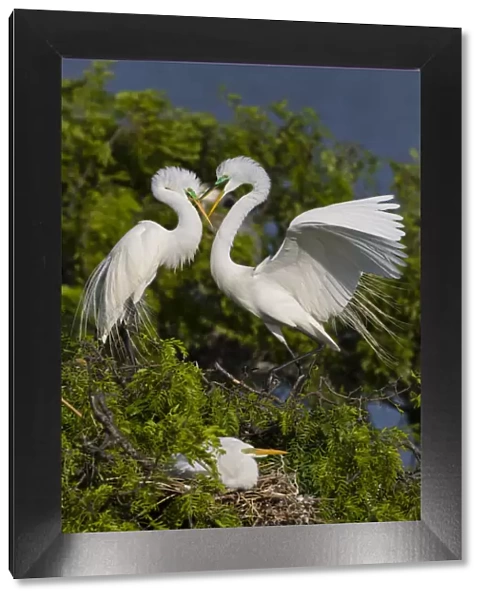 Great Egret landing at nest