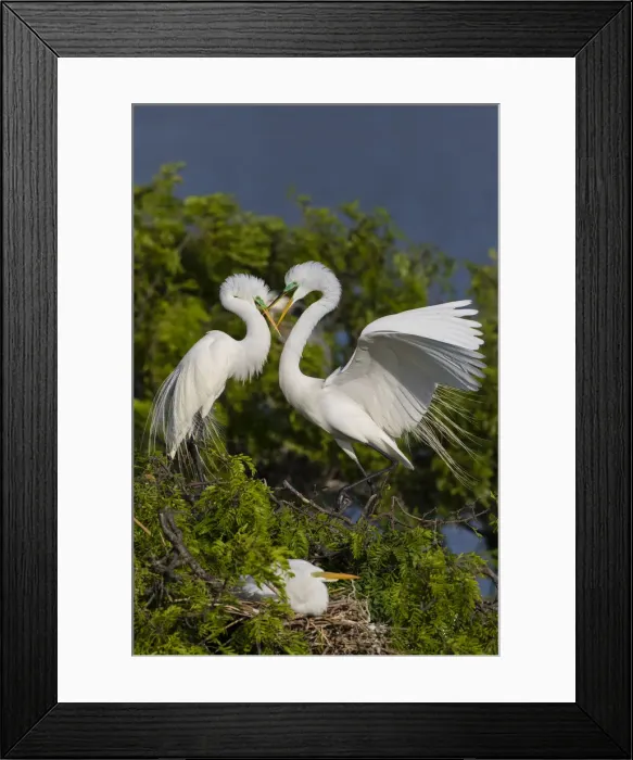 Framed Print : Great Egret landing at nest