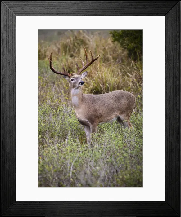 Framed Print : White-tailed deer (Odocoileus virginianus) male