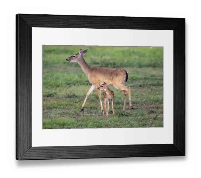 Framed Print : White-tailed deer (Odocoileus virginianus) doe and fawn Framed Print : White-tailed deer (Odocoileus virginianus) doe and fawn