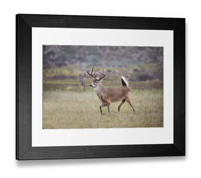 Framed Print : White-tailed deer (Odocoileus virginianus) male Framed Print : White-tailed deer (Odocoileus virginianus) male