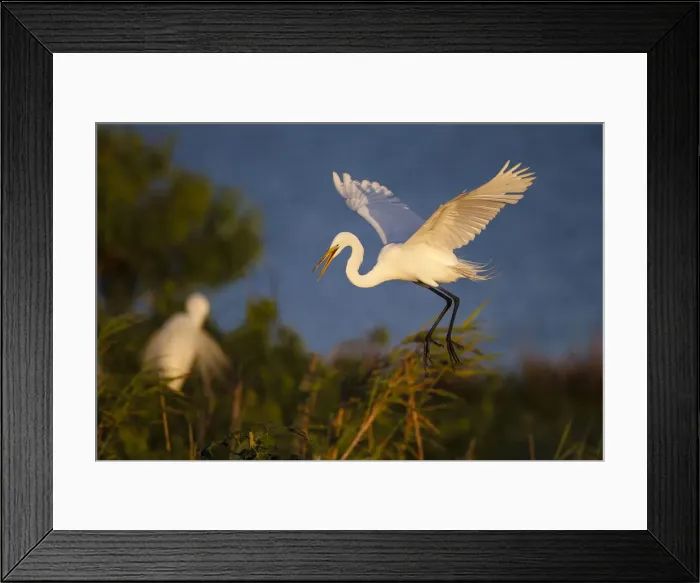 Framed Print : Great Egret (Ardea alba)