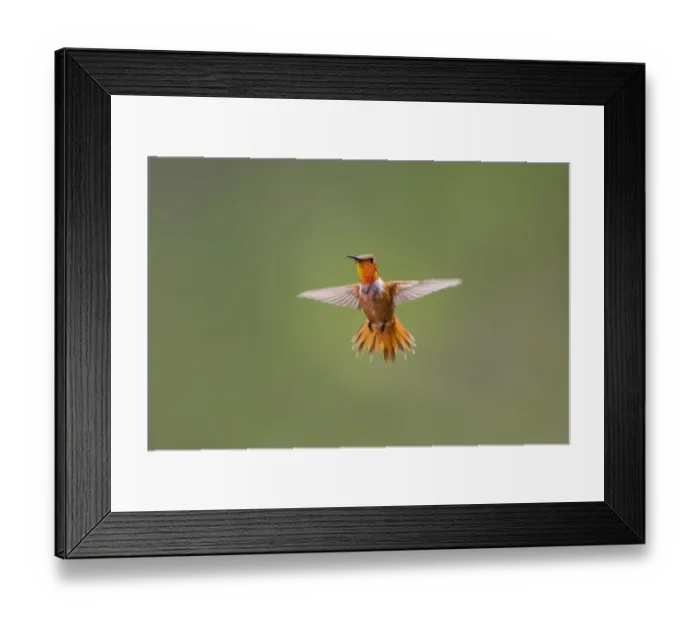Framed Print : Rufous hummingbird (Selasphorus rufus)
