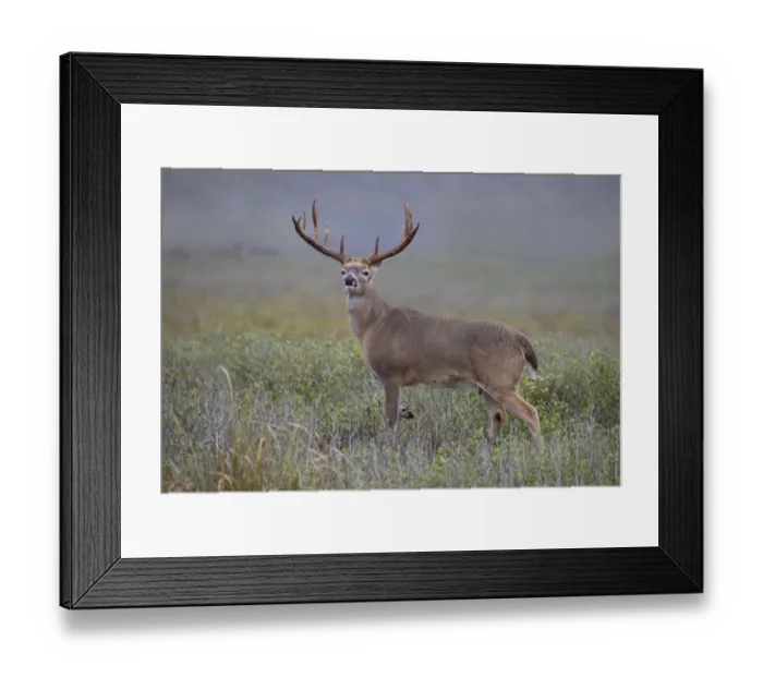 Framed Print : White-tailed deer (Odocoileus virginianus) male Framed Print : White-tailed deer (Odocoileus virginianus) male