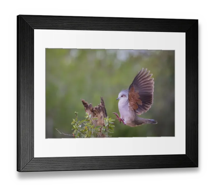 Framed Print : White-tipped dove (Leptotila verreauxi) landing on stump