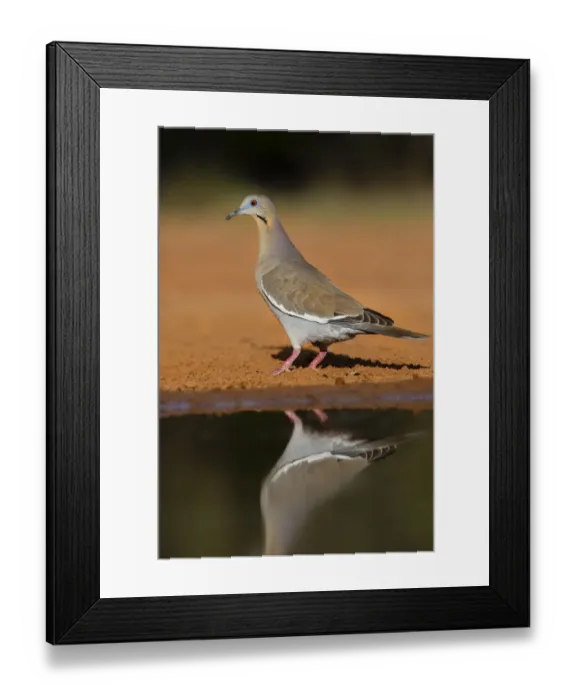 Framed Print : White-winged dove (Zenaida asiatica) by pond Framed Print : White-winged dove (Zenaida asiatica) by pond