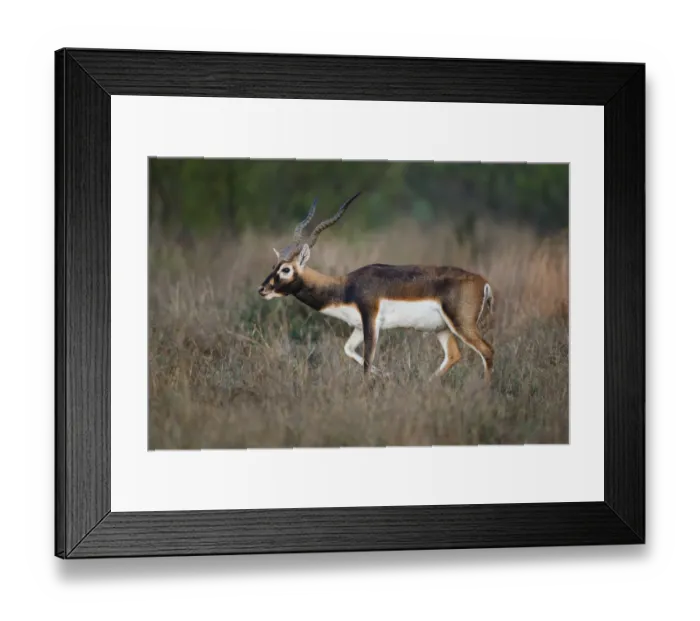 Framed Print : Blackbuck (Antelope cervicapra) exotic animal in Texas habitat Framed Print : Blackbuck (Antelope cervicapra) exotic animal in Texas habitat