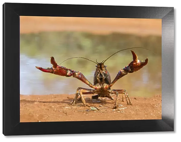 Crayfish in defensive posture