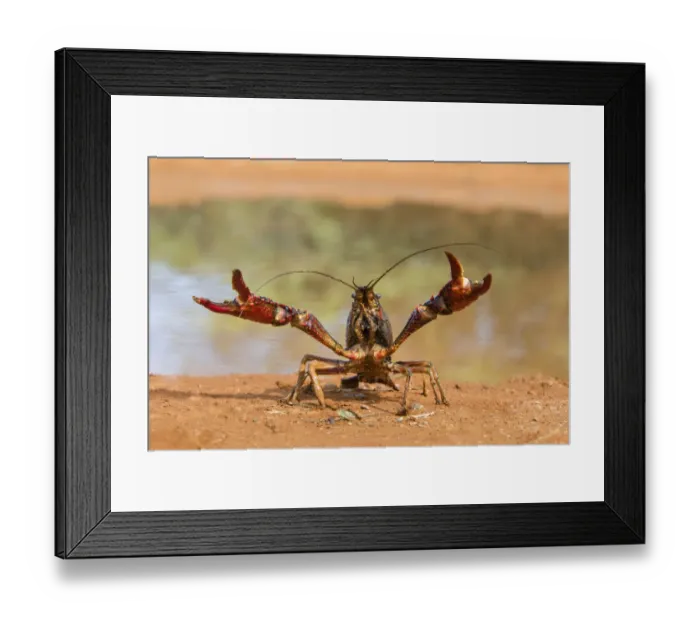Framed Print : Crayfish in defensive posture Framed Print : Crayfish in defensive posture